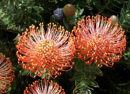image pincushions-leucospermum-cordifolium-3-jpg