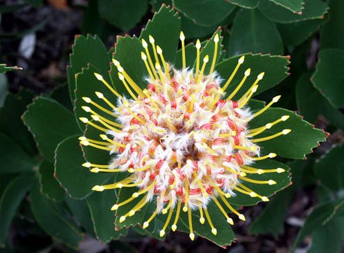 image pincushions-leucospermum-cordifolium-5-jpg