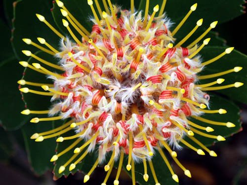 image pincushions-leucospermum-cordifolium-6-jpg