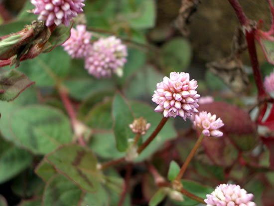 image pink-bubbles-or-nuppitatar-persicaria-capitata-polygonaceae-jpg