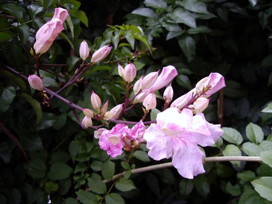image pink-trumpet-vine-port-st-john-creeper-podranea-ricasoliana-1-jpg
