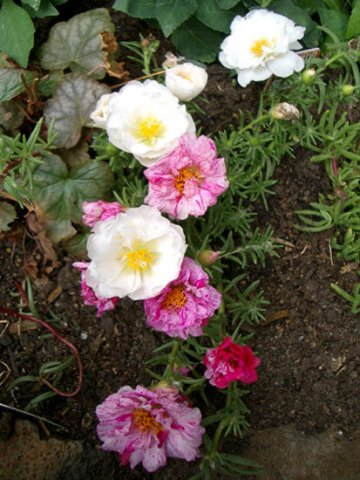 image portulaca-grandiflora-moss-rose-jpg
