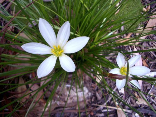 image rain-lily-zephyranthes-candida-1-jpg
