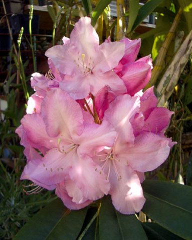 image rhododendron-pink-1-jpg