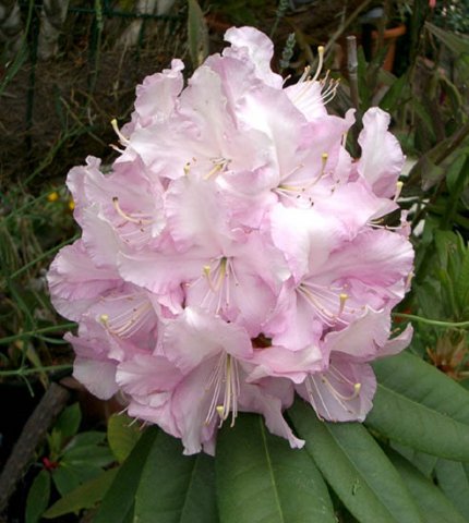image rhododendron-pink-3-jpg