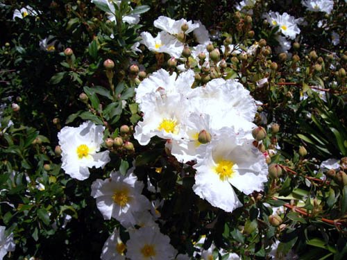 image rock-rose-cistaceae-1-jpg