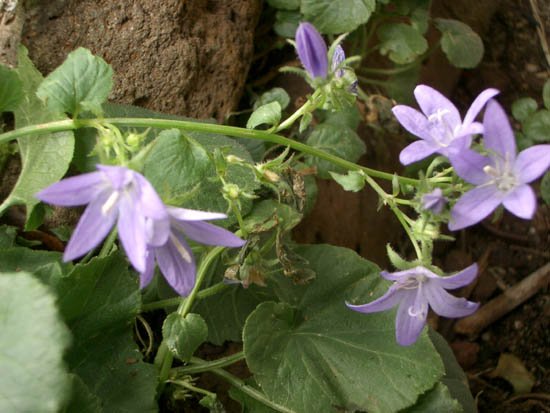 image serbian-or-trailing-bellflower-campanula-poscharskyana-jpg