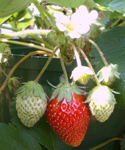 image strawberries-jpg