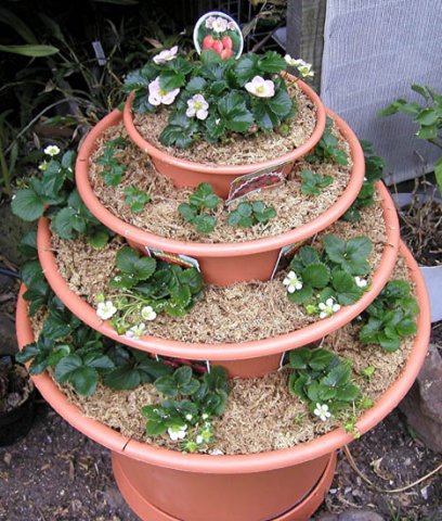 image strawberry-planter-1-oct-2003-jpg