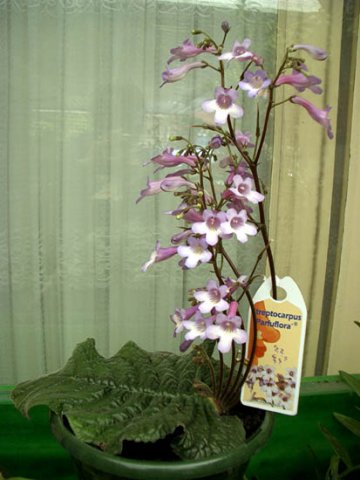image streptocarpus-parfuflora-jpg