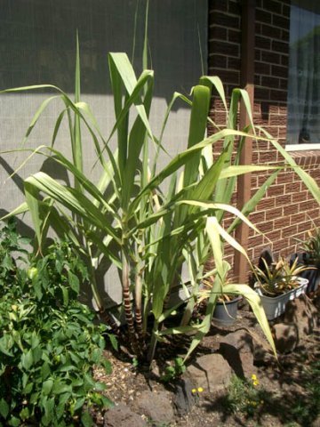 image sugar-cane-growing-in-melbourne-jpg