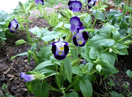 image torenia-fournieri-wishbone-flower-duchess-dark-blue-1-jpg