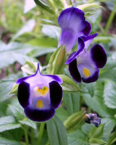 image torenia-fournieri-wishbone-flower-duchess-dark-blue-2-jpg