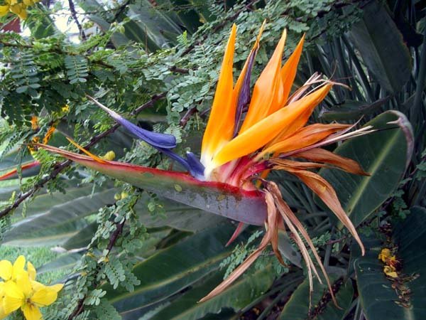 image bird-of-paradise-strelitzia-reginae-2-jpg