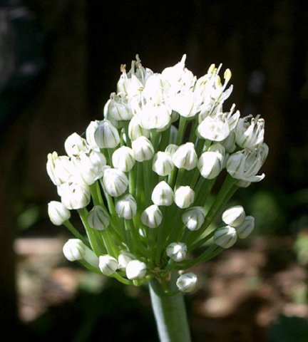 image onion-flower-cluster-1-jpg
