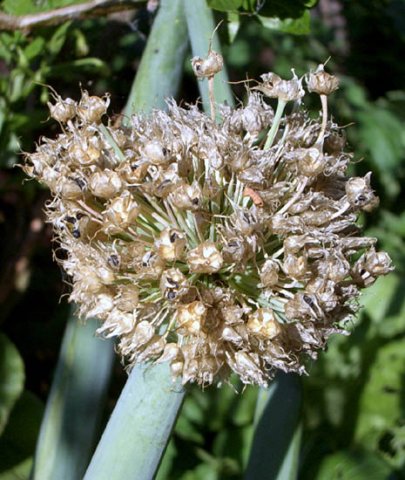 image onion-seed-cluster-jpg