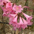 image amaryllis-belladonna-naked-ladies-plant-jpg
