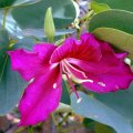 image bauhinia-blakeana-hong-kong-orchid-tree-2-jpg