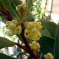 image bay-tree-laurus-nobilus-flowers-1-jpg
