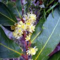 image bay-tree-laurus-nobilus-flowers-2-jpg