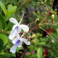 image butterfly-clerodendrum-blue-wings-blue-glory-bower-clerodendrum-ugandense-jpg