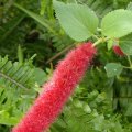 image cats-tail-red-hot-cats-tail-chenille-plant-acalypha-hispida-2-jpg