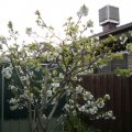 image cherry-tree-in-flower-jpg