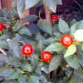 image chili-small-round-ornamental-holiday-time-jpg