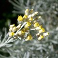 image curry-plant-flower-cluster-helichrysum-angustifolia-1-jpg