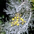 image curry-plant-flower-cluster-helichrysum-angustifolia-2-jpg