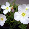 image evening-primrose-woodside-white-1-jpg
