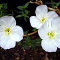 image evening-primrose-woodside-white-2-jpg