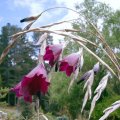 image fairys-fishing-rod-raven-fairy-wands-wand-flowers-dierama-pulcherrimum-1-jpg