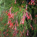 image firecracker-fern-coral-plant-fountain-plant-russelia-equisetiformis-2-jpg