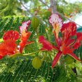 image flame-of-the-forest-royal-poinciana-delonix-regia-3-jpg
