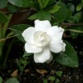 image gardenia-veitchii-1-jpg