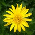 image golden-daisy-bush-euryops-chrysanthemoides-asteraceae-jpg