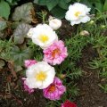 image portulaca-grandiflora-moss-rose-jpg