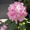 image rhododendron-pink-2-jpg