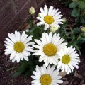 image shasta-daisies-jpg