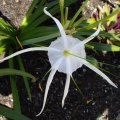 image spider-lily-hymenocallis-occidentalis-2-jpg