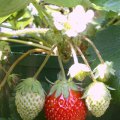 image strawberries-jpg