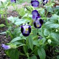 image torenia-fournieri-wishbone-flower-duchess-dark-blue-1-jpg