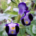image torenia-fournieri-wishbone-flower-duchess-dark-blue-2-jpg