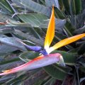 image bird-of-paradise-strelitzia-reginae-4-jpg