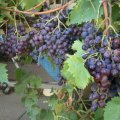 image black-muscatel-grapes-jpg