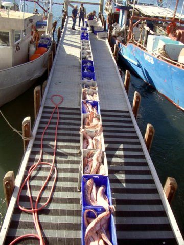 image 017-fish-on-conveyor-belt-at-lakes-entrance-fishing-co-op-jpg