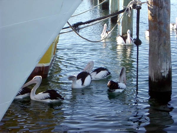 image 027-pelicans-under-jetty-cunninghame-arm-lakes-entrance-jpg