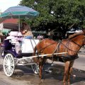 image 037-horse-drawn-carriage-for-tourists-jpg