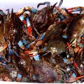 image 053-grand-isle-crabs-we-scooped-with-hand-nets-jpg